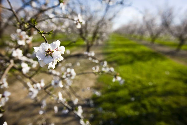 Almond blossoms (Prunus dulcis) in an orchard near Escalon, California