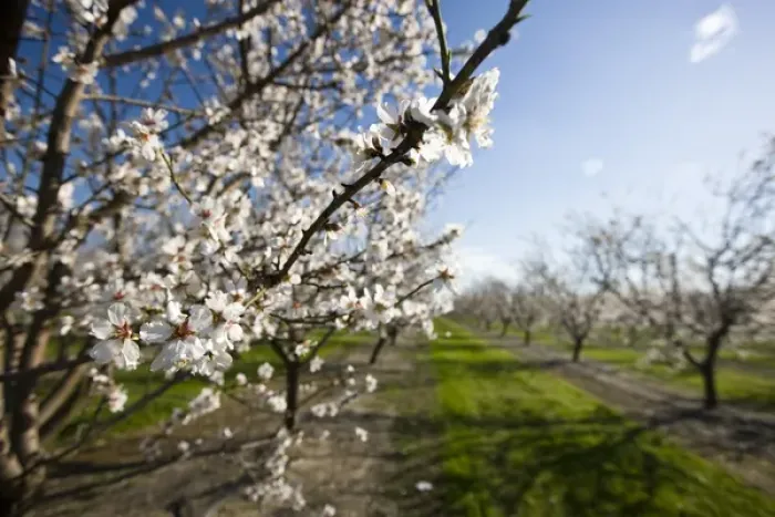 Framed Print : Almond blossoms (Prunus dulcis) in an orchard near Escalon, California Framed Print : Almond blossoms (Prunus dulcis) in an orchard near Escalon, California