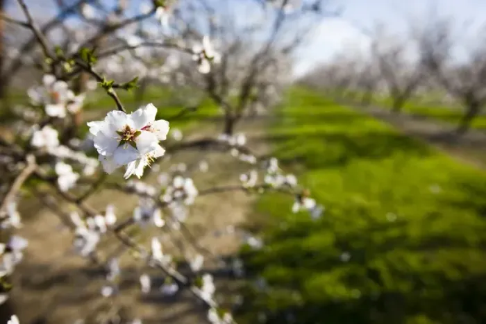 Framed Print : Almond blossoms (Prunus dulcis) in an orchard near Escalon, California