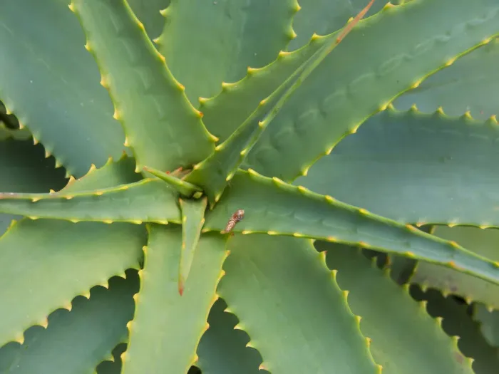 Framed Print : Aloe Plant, Big Sur, California, USA Framed Print : Aloe Plant, Big Sur, California, USA