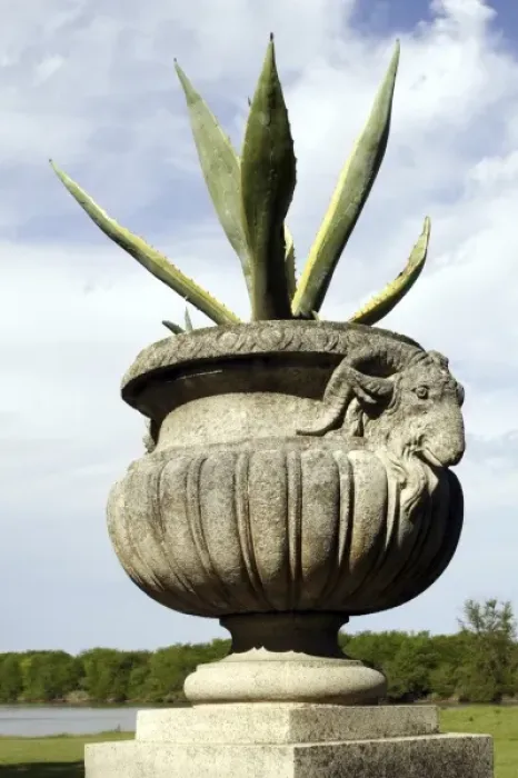 Framed Print : Aloe in a pot with goats head as decration. Santa Candida property used to belong Framed Print : Aloe in a pot with goats head as decration. Santa Candida property used to belong