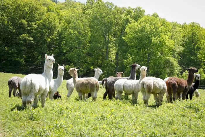 Framed Print : Alpaca Farm. Millbrook, New York, USA
