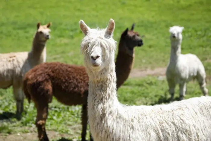 Framed Print : Alpaca Farm. Millbrook, New York, USA Framed Print : Alpaca Farm. Millbrook, New York, USA