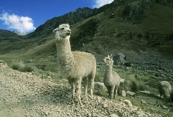 Alpaca, (Lama pacos), re-introduced into Huascaran National Park, Andes, Peru