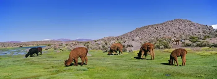 Framed Print : Alpaca (Vicugna pacos) in the Chilean Altiplano, Andes Mountains, South America are Framed Print : Alpaca (Vicugna pacos) in the Chilean Altiplano, Andes Mountains, South America are