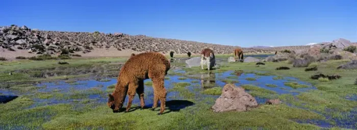 Framed Print : Alpaca (Vicugna pacos) in the Chilean Altiplano, Andes Mountains, South America are