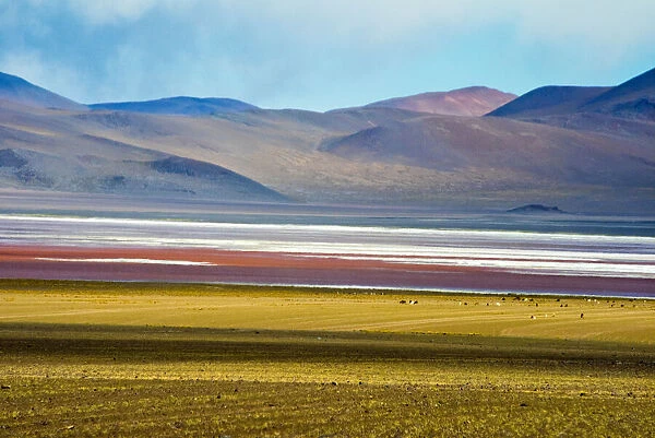 Alpacas on the shore of Laguna Colorada with Andes Mountain