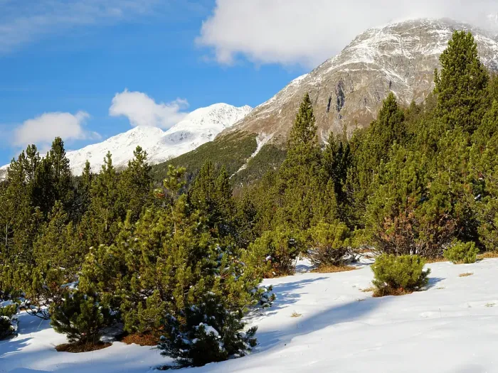 Framed Print : Alpe Champlonch with dwarf mountain pine. Valley Val dal Spol. Landscape in the Swiss National Park, Switzerland, Grisons, Lower Engadin Framed Print : Alpe Champlonch with dwarf mountain pine. Valley Val dal Spol. Landscape in the Swiss National Park, Switzerland, Grisons, Lower Engadin