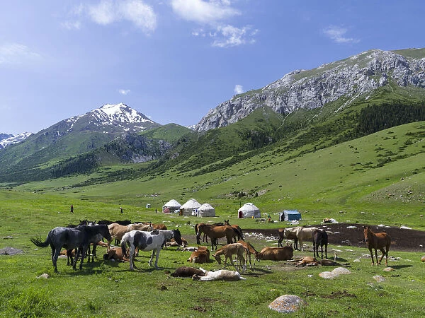 Alpe with Yurt and horses, the mares are used for milking