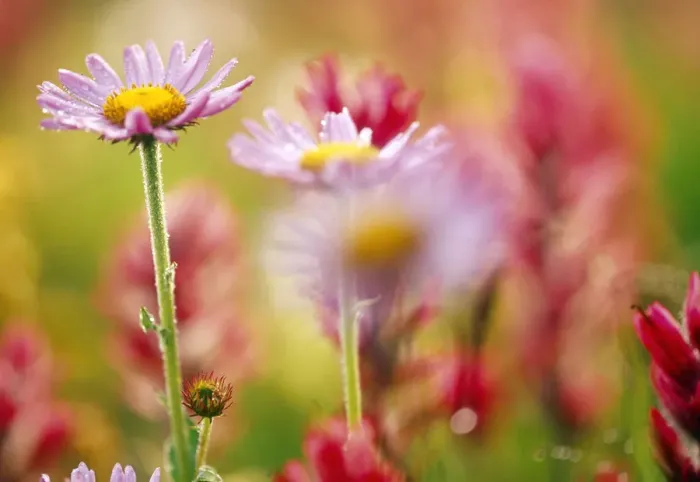 Framed Print : Alpine Aster (Aster alpigenus), Mt. Rainier National Park, WA, USA, Skyline Trail Framed Print : Alpine Aster (Aster alpigenus), Mt. Rainier National Park, WA, USA, Skyline Trail