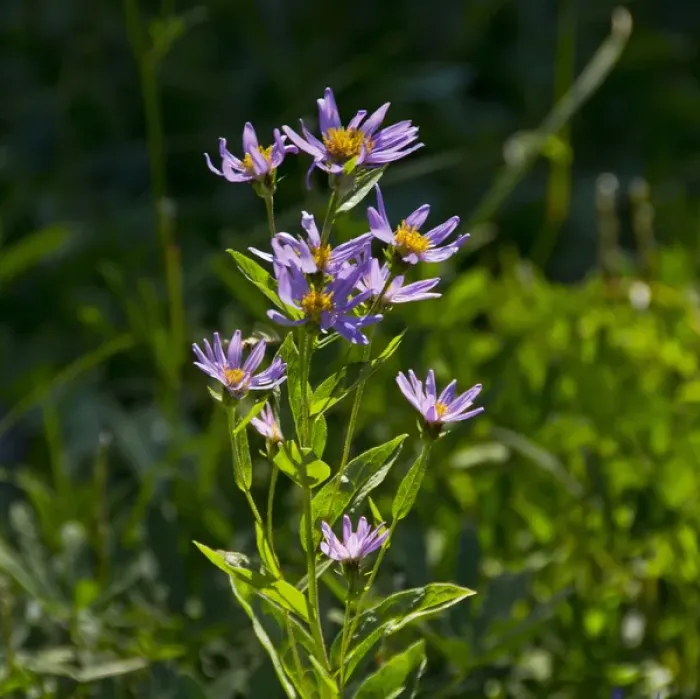 Framed Print : alpine aster; Paradise; Mount Rainier National Park; Washington; USA
