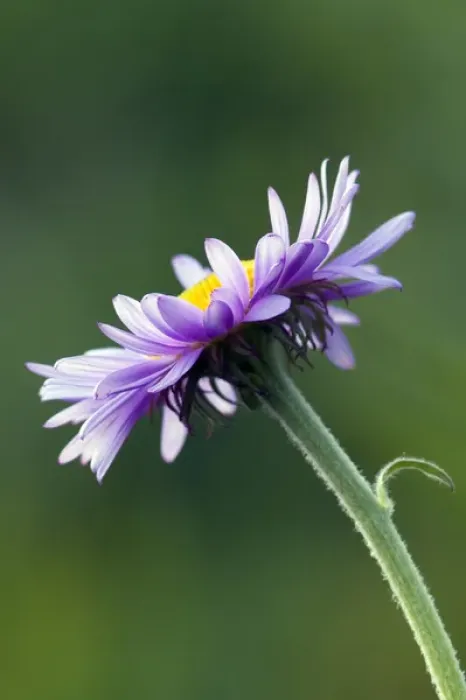 Framed Print : Alpine Daisy Framed Print : Alpine Daisy