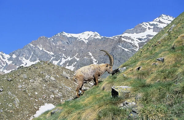Alpine Ibex (Capra ibex) bull grazing on pasture in spring