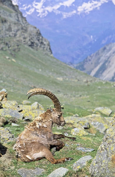 Alpine Ibex (Capra ibex) bull having his siesta in spring