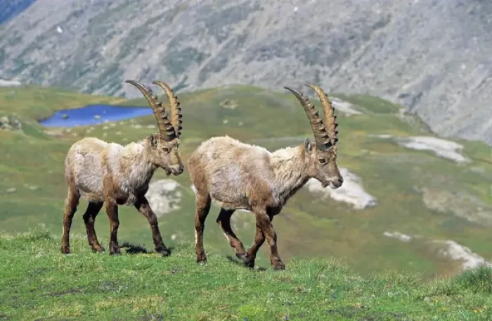 Framed Print : Alpine Ibex (Capra ibex) two bulls in spring. The long winter in the high mountains etiolated Framed Print : Alpine Ibex (Capra ibex) two bulls in spring. The long winter in the high mountains etiolated