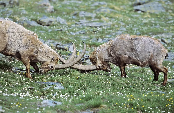 Alpine Ibex (Capra ibex) two old bull fighting on wildflower meadow in spring