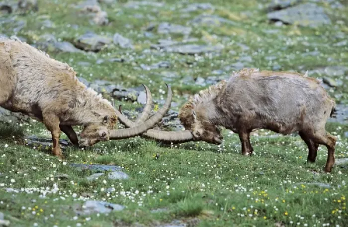 Framed Print : Alpine Ibex (Capra ibex) two old bull fighting on wildflower meadow in spring