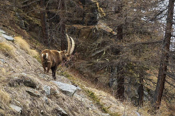 Alpine ibex (capra ibex), Valsavarenche, Gran Paradiso National Park, Aosta Valley, Italy