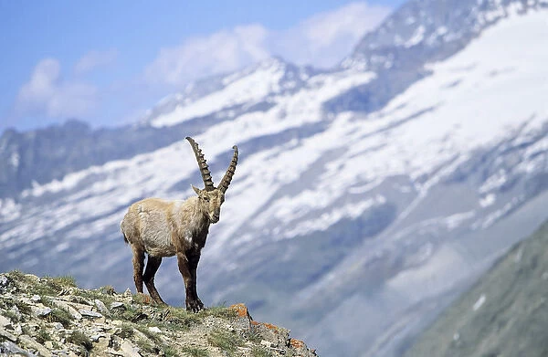 Alpine Ibex (Capra ibex) young bull in spring. The long winter in the high mountains etiolated
