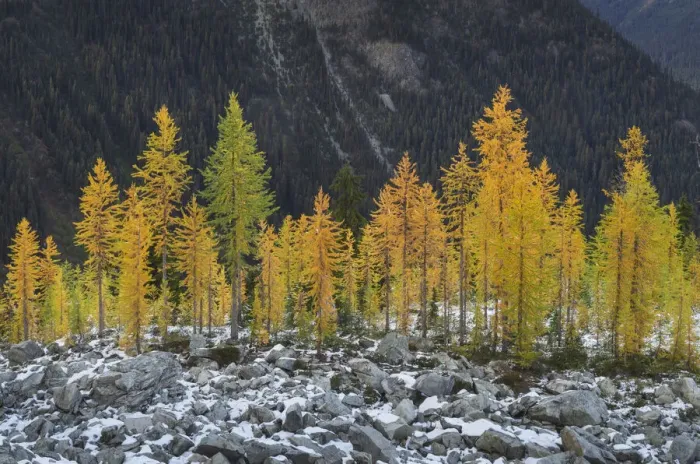 Framed Print : Alpine Larches (Larix lyallii) in autumn color. North Cascades, Washington State