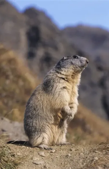 Framed Print : Alpine Marmot, Marmota marmota, adult standing up calling, Ss Fee, Switzerland Framed Print : Alpine Marmot, Marmota marmota, adult standing up calling, Ss Fee, Switzerland