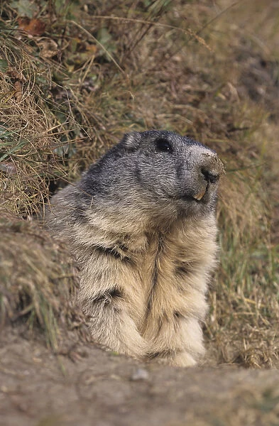 Alpine Marmot, Marmota marmota, adult looking out of burrow, Ss Fee, Switzerland