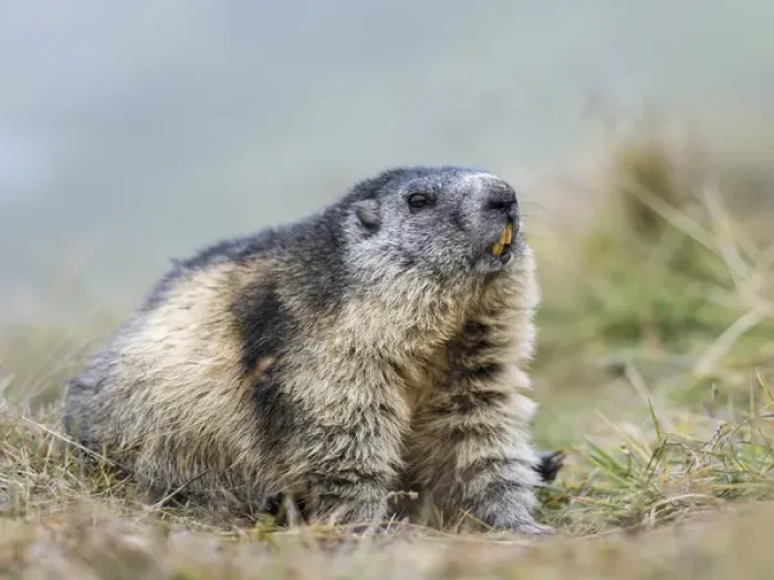 Framed Print : Alpine Marmot (Marmota marmota) in the NP Hohe Tauern near Mount Grossglockner. Europe Framed Print : Alpine Marmot (Marmota marmota) in the NP Hohe Tauern near Mount Grossglockner. Europe
