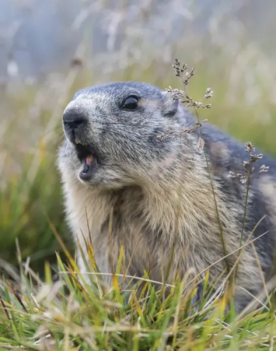 Framed Print : Alpine Marmot (Marmota marmota) in the NP Hohe Tauern near Mount Grossglockner. Europe Framed Print : Alpine Marmot (Marmota marmota) in the NP Hohe Tauern near Mount Grossglockner. Europe