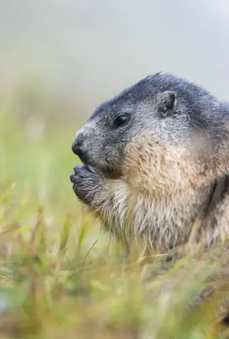 Framed Print : Alpine Marmot (Marmota marmota) in the NP Hohe Tauern near Mount Grossglockner. Europe Framed Print : Alpine Marmot (Marmota marmota) in the NP Hohe Tauern near Mount Grossglockner. Europe