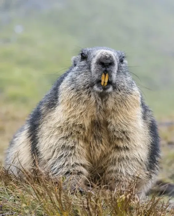 Framed Print : Alpine Marmot (Marmota marmota) in the NP Hohe Tauern near Mount Grossglockner. Europe Framed Print : Alpine Marmot (Marmota marmota) in the NP Hohe Tauern near Mount Grossglockner. Europe