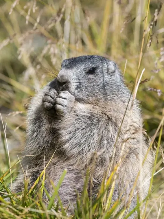 Framed Print : Alpine Marmot (Marmota marmota) in the NP Hohe Tauern near Mount Grossglockner. Europe Framed Print : Alpine Marmot (Marmota marmota) in the NP Hohe Tauern near Mount Grossglockner. Europe