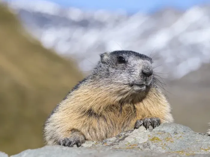 Framed Print : Alpine Marmot (Marmota marmota) in the NP Hohe Tauern near Mount Grossglockner. Europe Framed Print : Alpine Marmot (Marmota marmota) in the NP Hohe Tauern near Mount Grossglockner. Europe