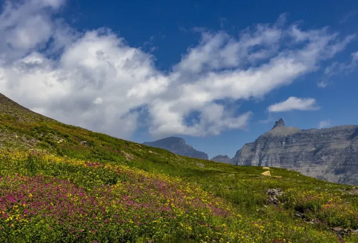 Framed Print : Alpine meadow filled with wildflowers with Bishops Cap in background in Glacier National Park, Montana, USA Framed Print : Alpine meadow filled with wildflowers with Bishops Cap in background in Glacier National Park, Montana, USA