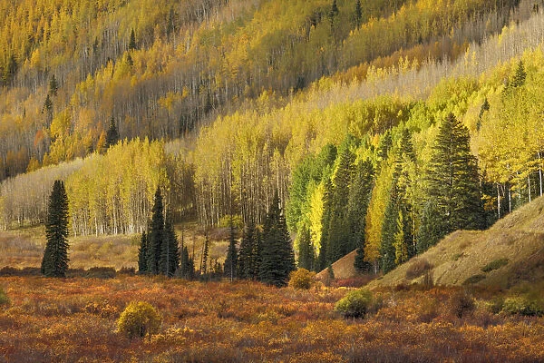 Alpine meadow surrounding by sloping aspen trees in autumn color