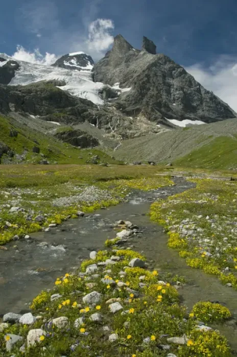 Framed Print : Alpine meadow below Tschingelhorn, 3562 meters, upper Lauterbrunnen Valley, Bernese Alps