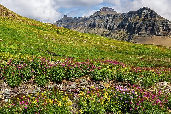 Alpine meadows full of wildflowers at Logan Pass in Glacier National Park, Montana, USA