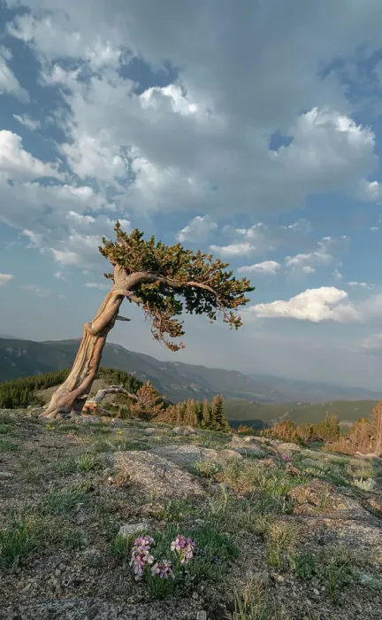 Framed Print : Alpine wildflowers and bristlecone pines, Mount Evans Wilderness Area, Colorado