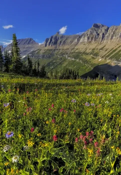 Framed Print : Alpine wildflowers with Garden Wall at Logan Pass in Glacier National Park, Montana, USA