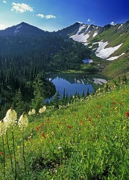 Alpine Wildflowers in the Jewel Basin in the Swan Range of Montana
