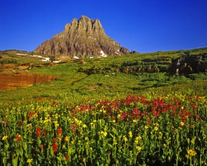 Framed Print : Alpine wildflowers at Logan Pass in Glacier National Park in Montana