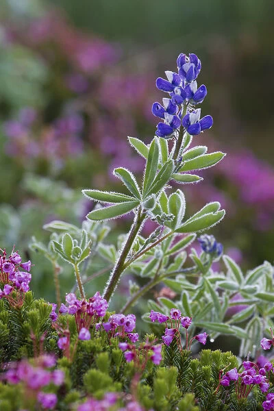 Alpine wildflowers, lupine and heather