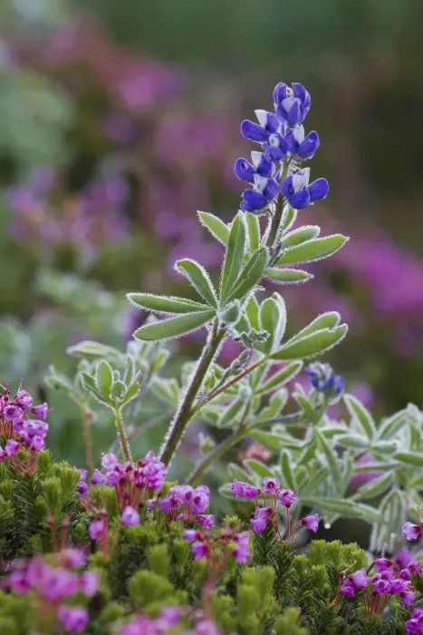 Framed Print : Alpine wildflowers, lupine and heather Framed Print : Alpine wildflowers, lupine and heather