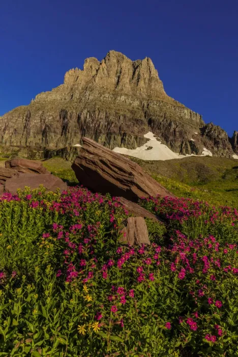 Framed Print : Alpine wildflowers with Mount Clements at Logan Pass in Glacier National Park, Montana