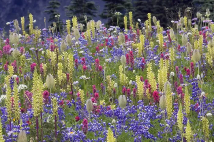 Framed Print : Alpine Wildflowers; Mount Rainier Framed Print : Alpine Wildflowers; Mount Rainier