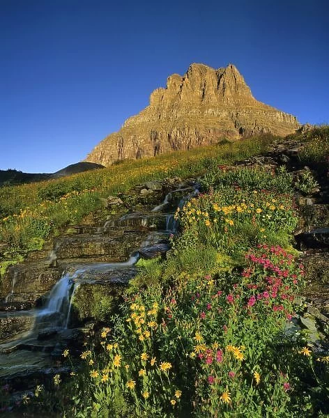 Alpine wildflowers & Mt Clements at Logan Pass in Glacier National Park Montana
