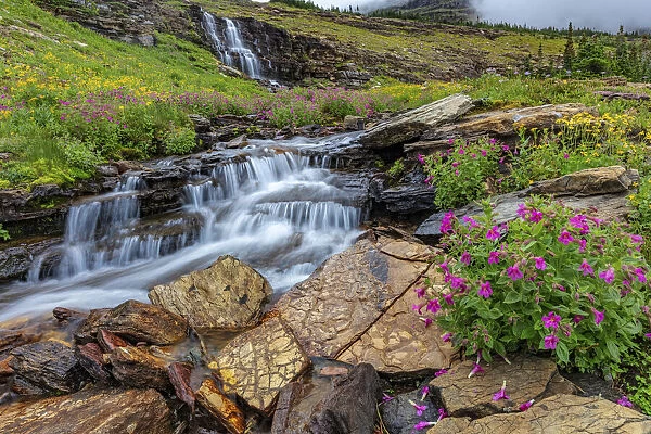 Alpine wildflowers along Oberlin Creek in Glacier National Park, Montana, USA