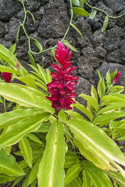 Alpinia purpurata, Hanalei, Hawaii, Kauai, Red Ginger