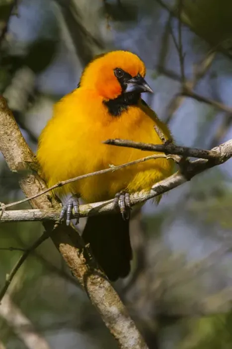 Framed Print : Altamira Oriole (Icterus gularis)