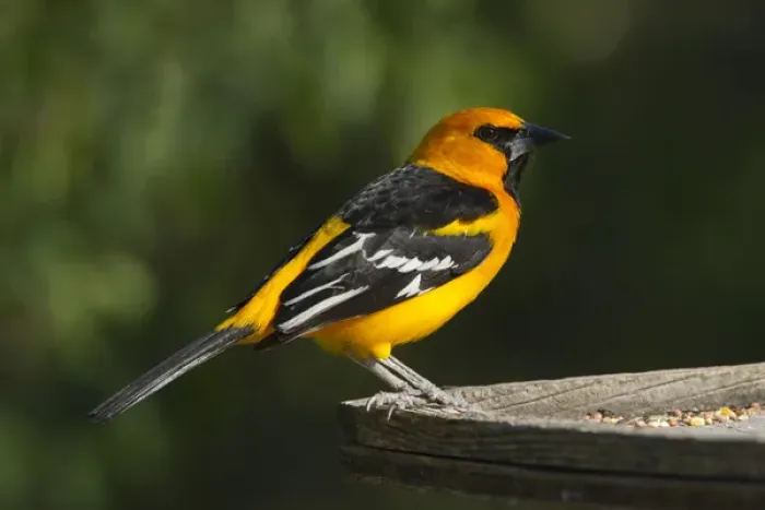 Framed Print : Altamira Oriole (Icterus gularis) adult at feeder on the Rio Grande, south Texas Framed Print : Altamira Oriole (Icterus gularis) adult at feeder on the Rio Grande, south Texas