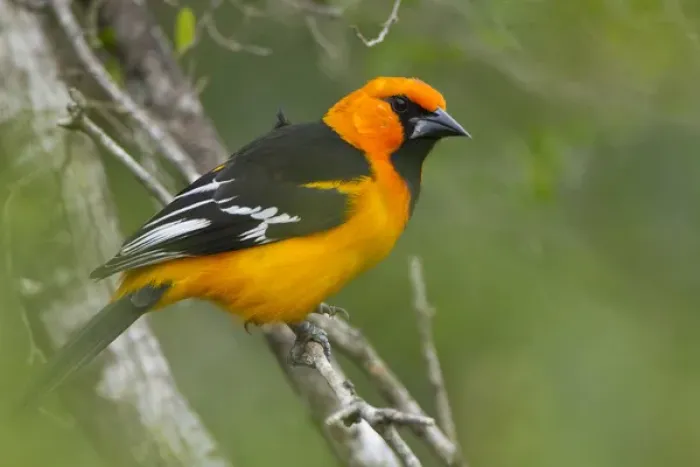 Framed Print : Altamira Oriole (Icterus gularis) adult in habitat on the Rio Grande, south Texas Framed Print : Altamira Oriole (Icterus gularis) adult in habitat on the Rio Grande, south Texas